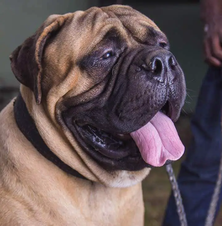 Smat Dog Icon