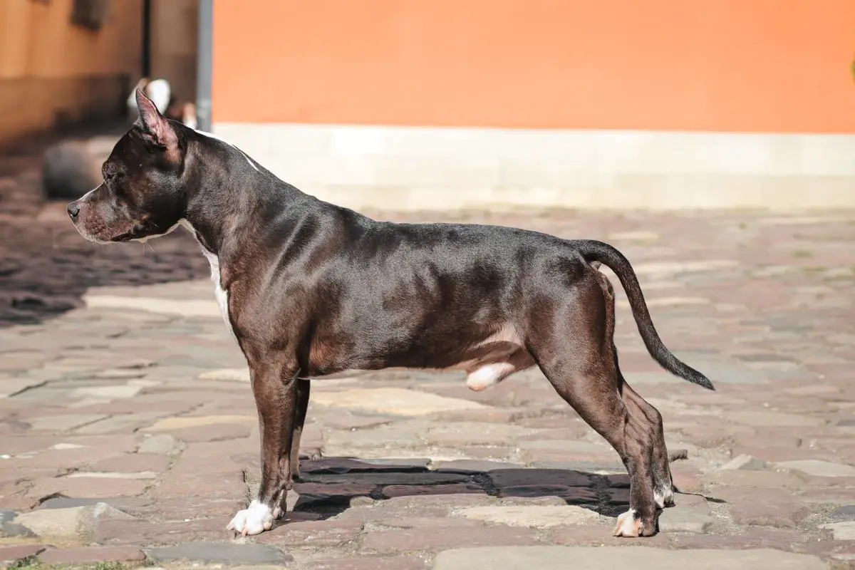 Gelentwagen Lemberg Dominant Dog