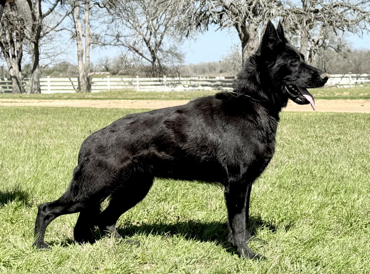Wynter Von SentinelHarts
