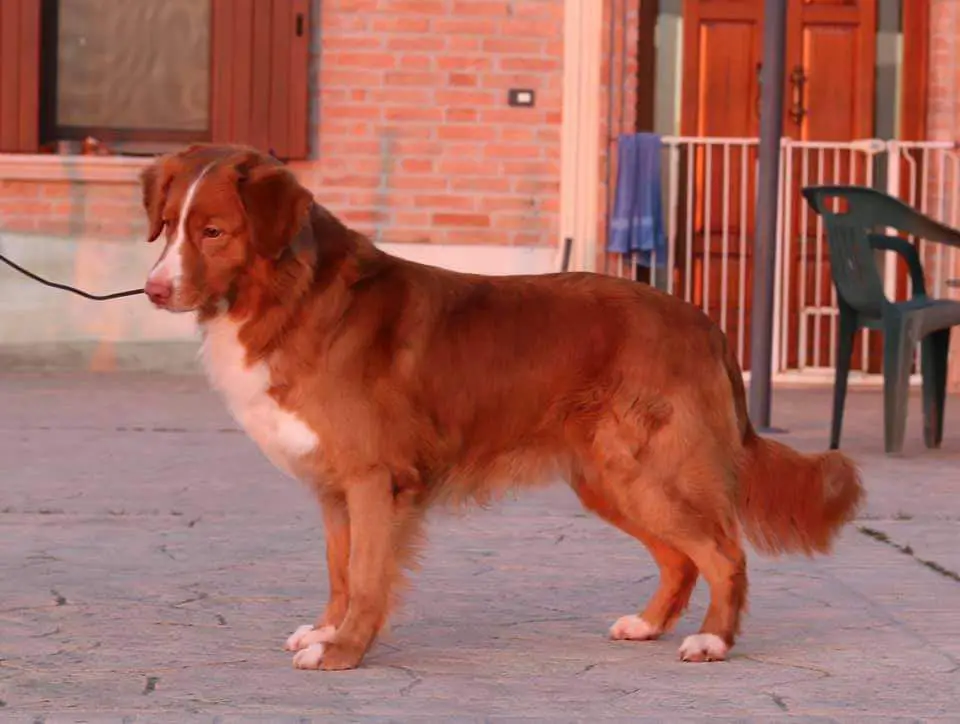 Roan The Nordic Hunter Di Casa Toller