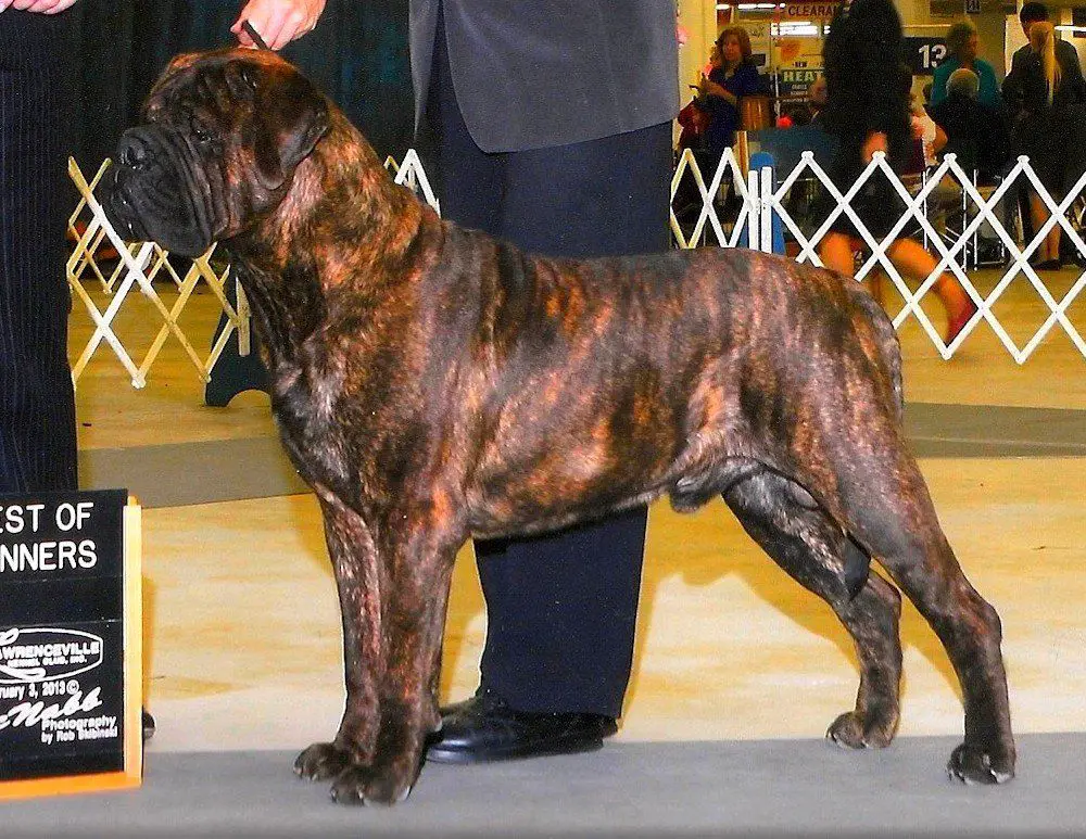 Bandog's NIGHT TRIPPER