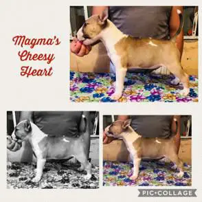Magma´s Little Cheese Heart