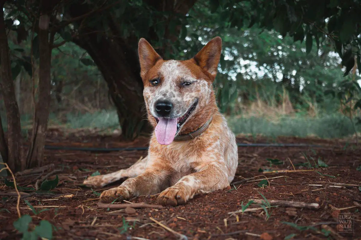 QUALITY HEELER'S DJIN