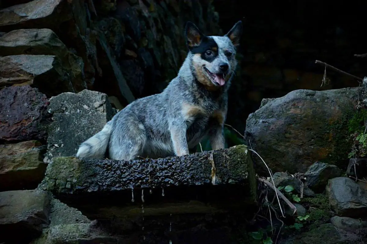 QUALITY HEELER'S SAMMY