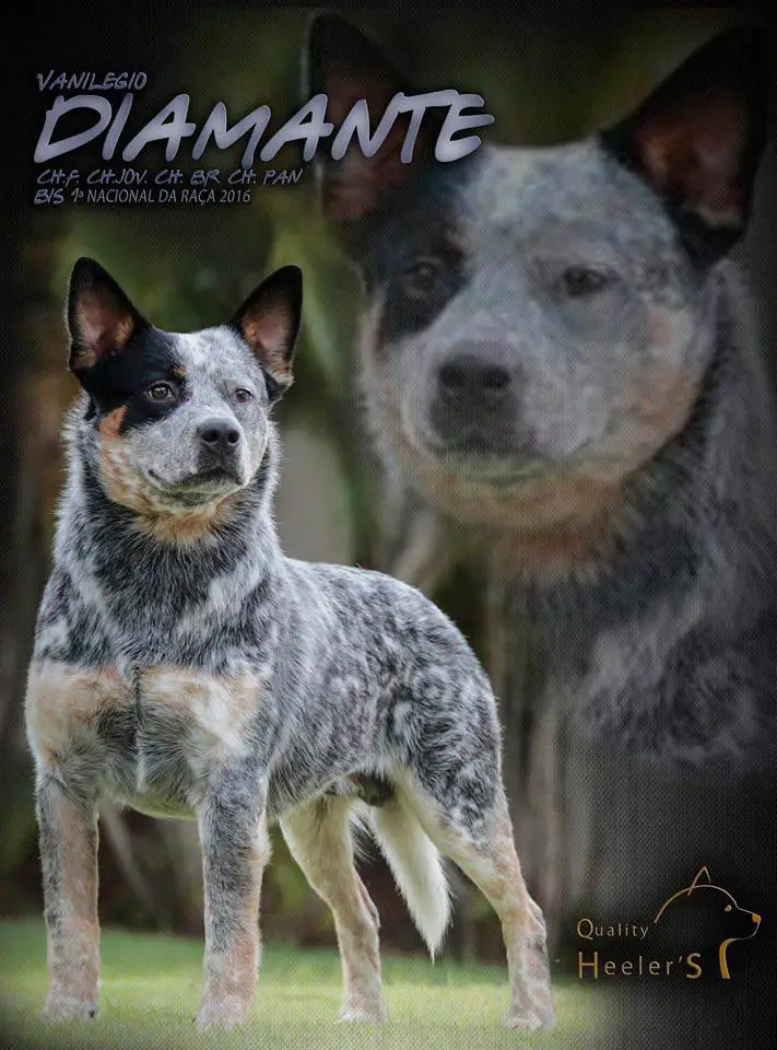 VANILEGIO DIAMANTE