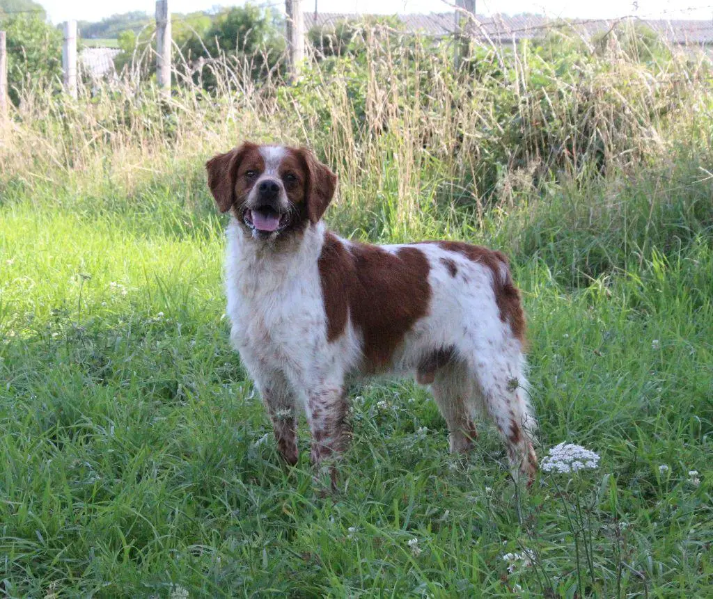 NET de sous les Viviers