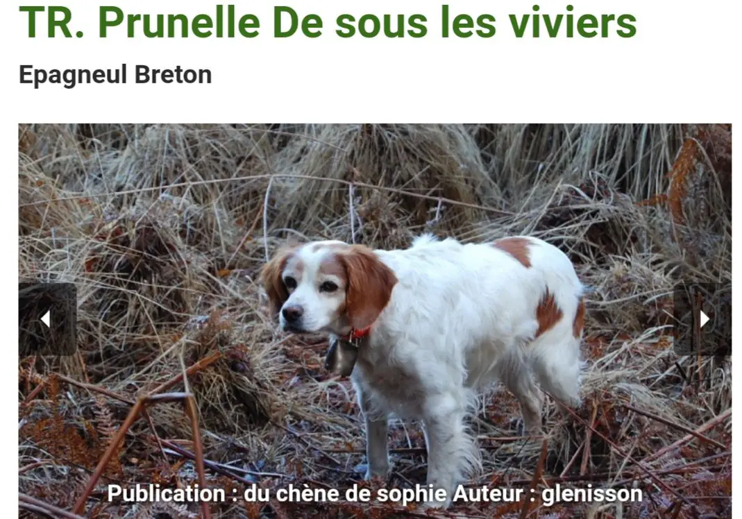 PRUNELLE de sous les Viviers