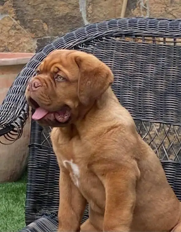 Lucho Gomora
