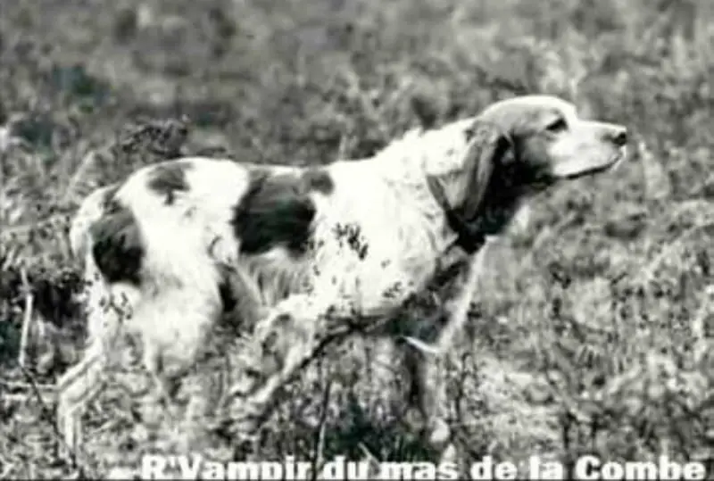 R'Vampir Du Mas De La Combe