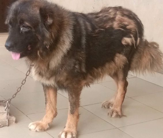 ASHER (KayCare Kennel)