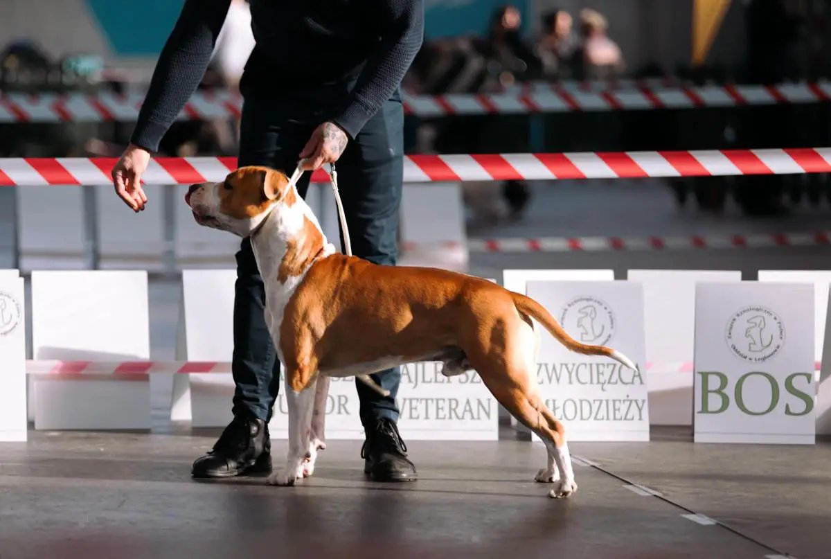 Amstaffy z Wybrzeża FCI ELTON