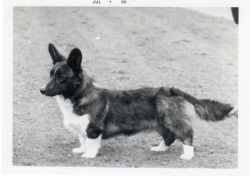 Dilwel Gwersyll