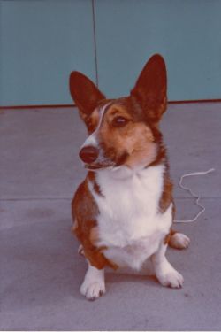 Lucky Lane's M'Lady Frolic UD ROMb