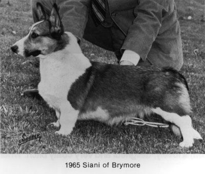 Siani of Brymore