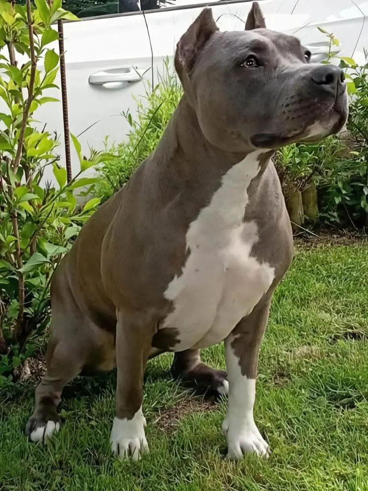 Silver Fang Warrior Cyclone