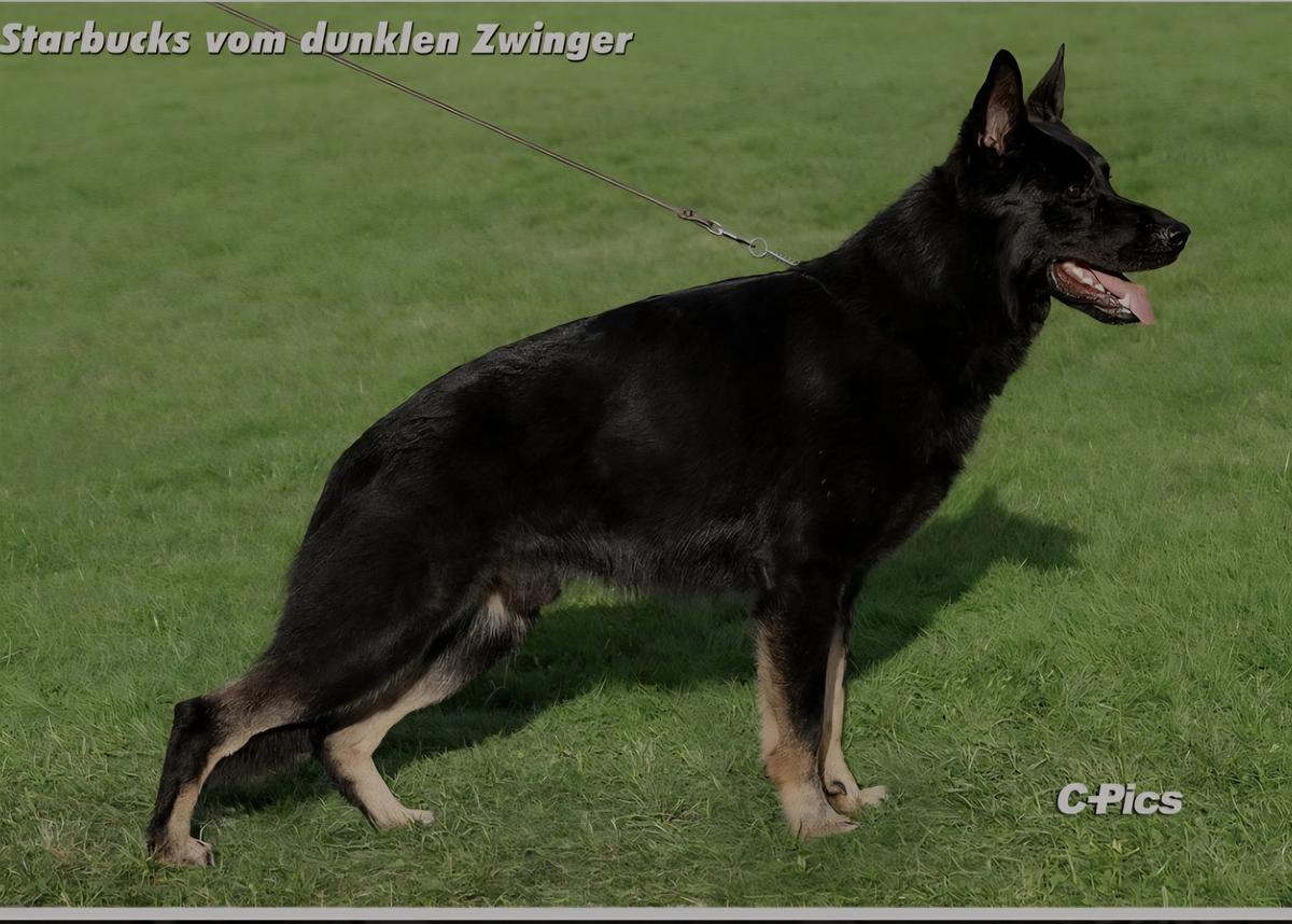 Starbucks vom dunklen Zwinger