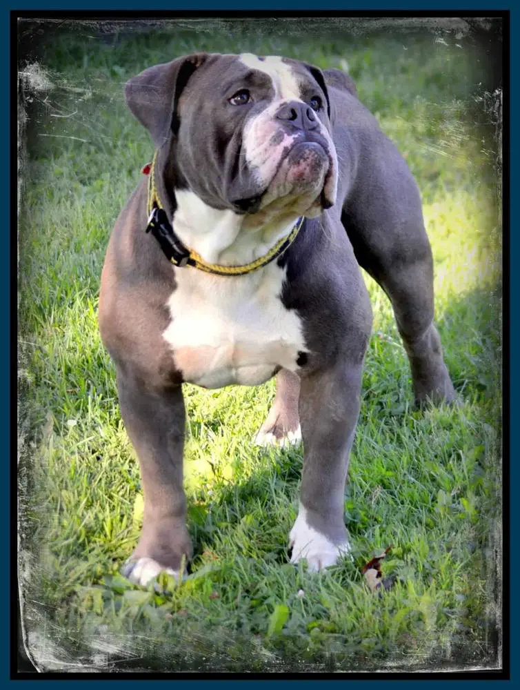 Kountry Bullz' Sparticus