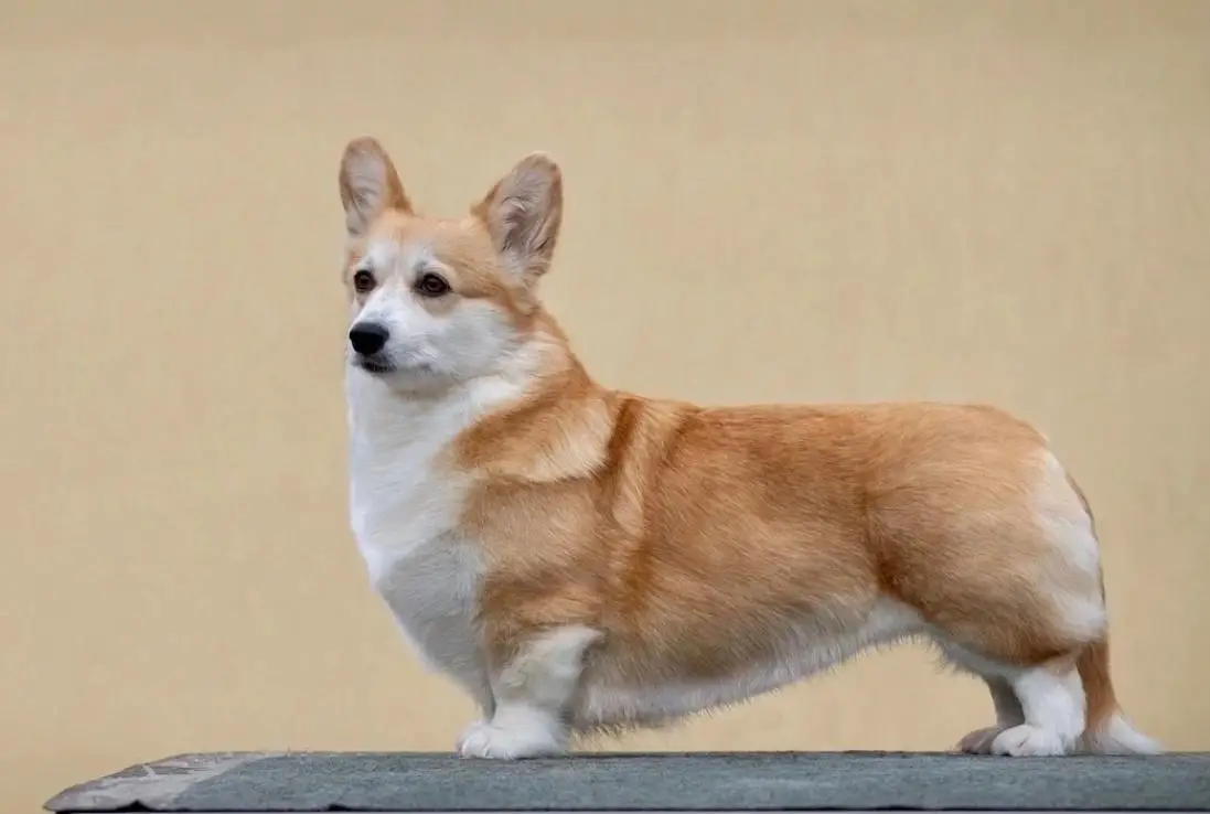 Yantarnaya Kapelka ot Dontsova