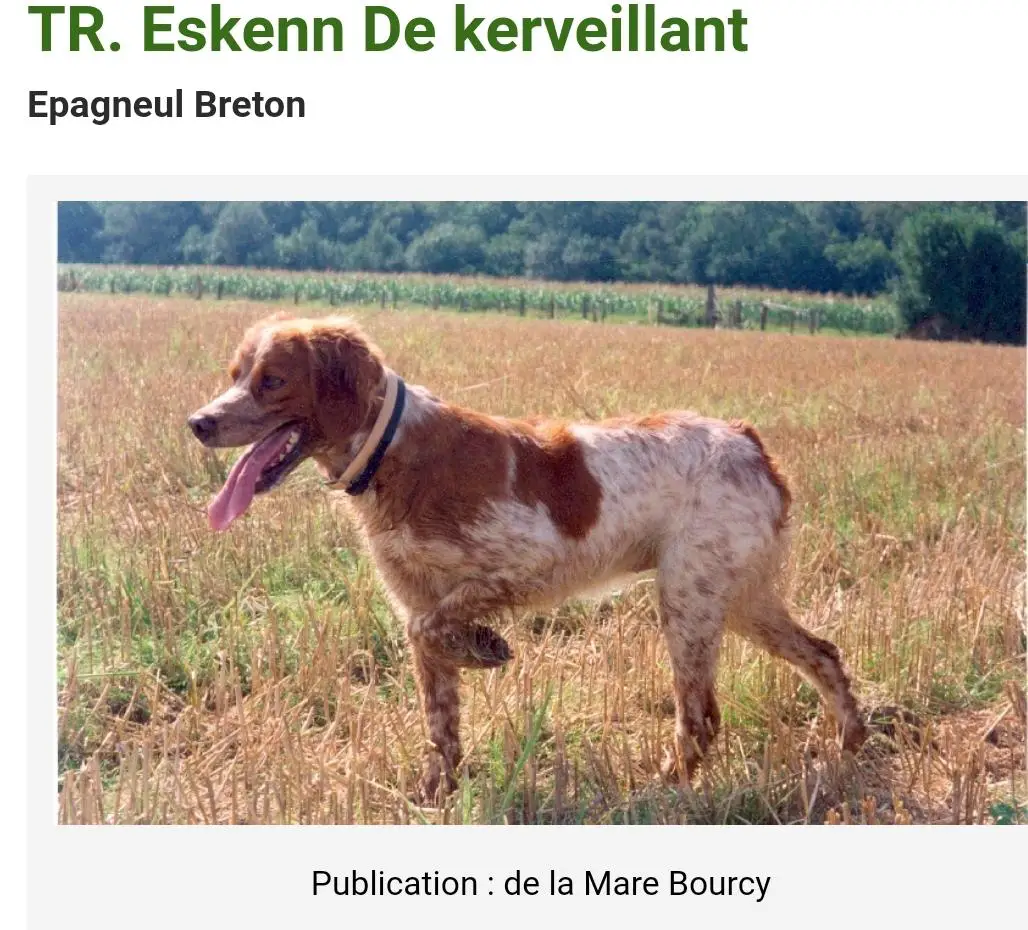 ESKENN de Kerveillant
