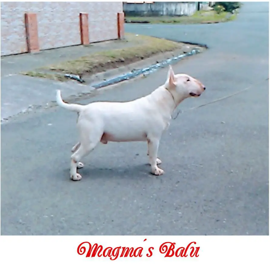Magma´s Balu