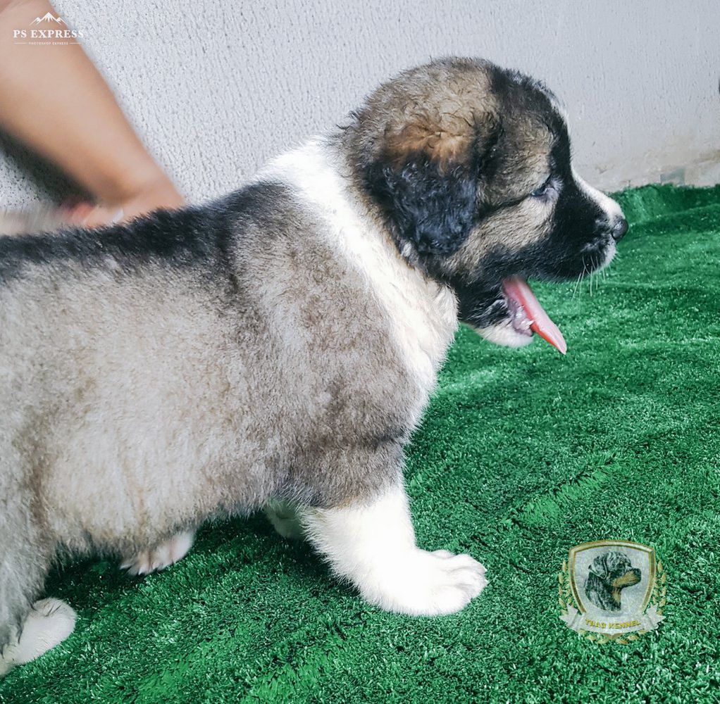 Beauty Tbag Kennel