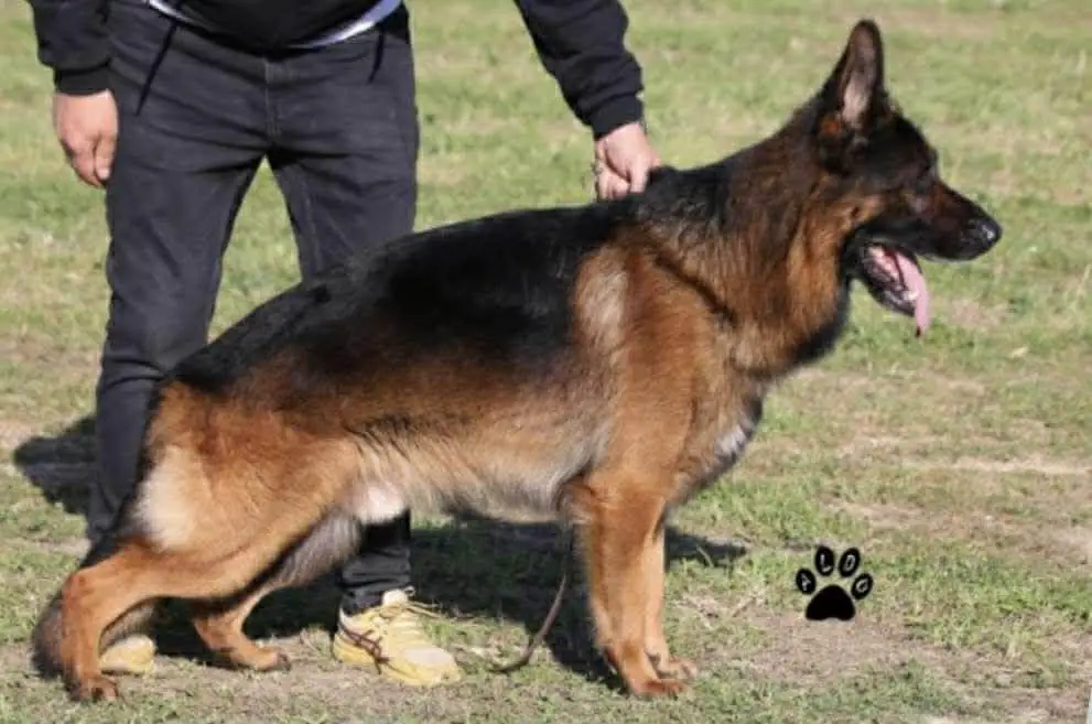 Kampus vom Haus Milesevac