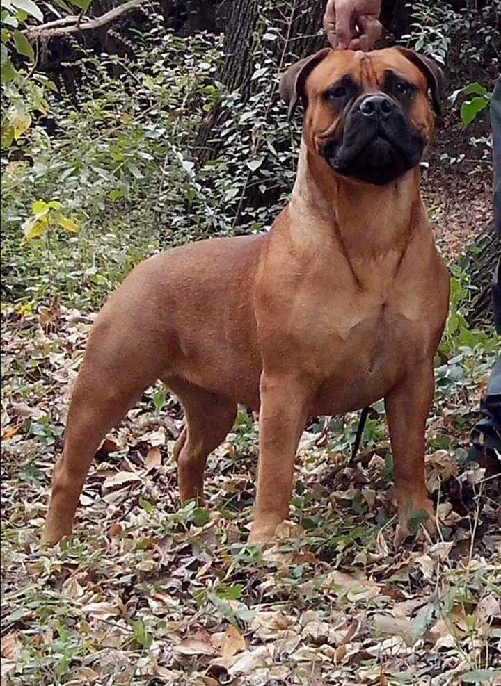 ROKALUNA GUINEA