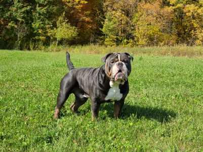Bullplanet's Sully of Shoreline's