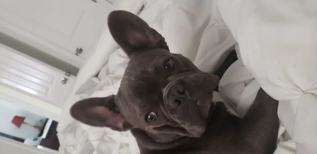 Gomez Perez's Bella