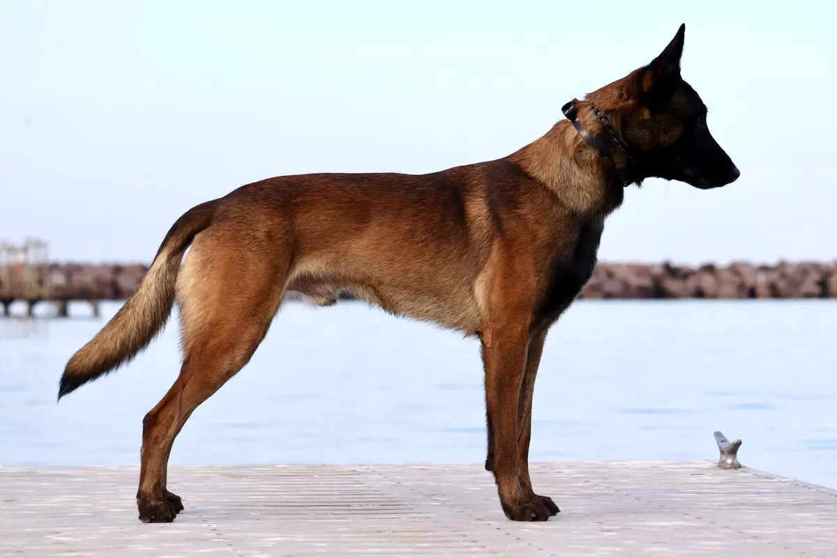 MAKM Valor Noble United