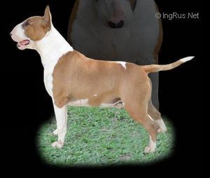 ANABRUM MIKSCHE BULL SHREK