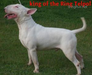 KING OF THE RING TELPOL