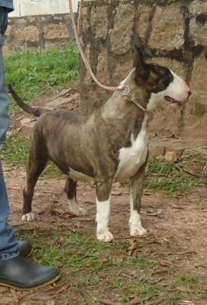 ANABRUM MIKSCHE BULL SURI