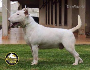 ADURRA BULL TORUK MAKTO