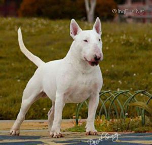 ASTROBULL MARSHALL MATTERS