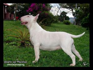 DOLCHE DE PERACHO