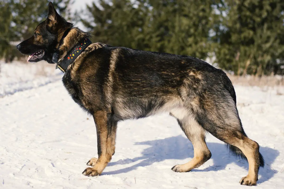 Argo Von Yajhaus