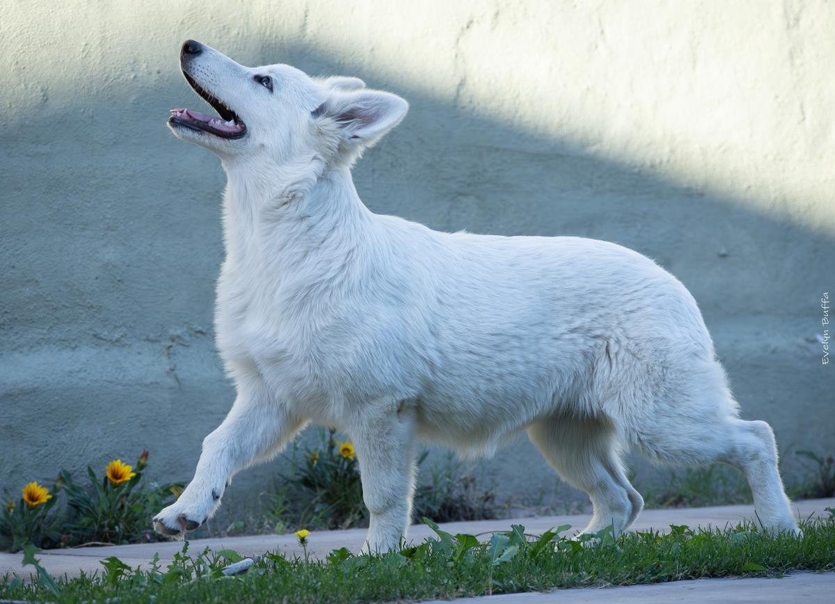 Reina Sunka Zeichen Von Wolf