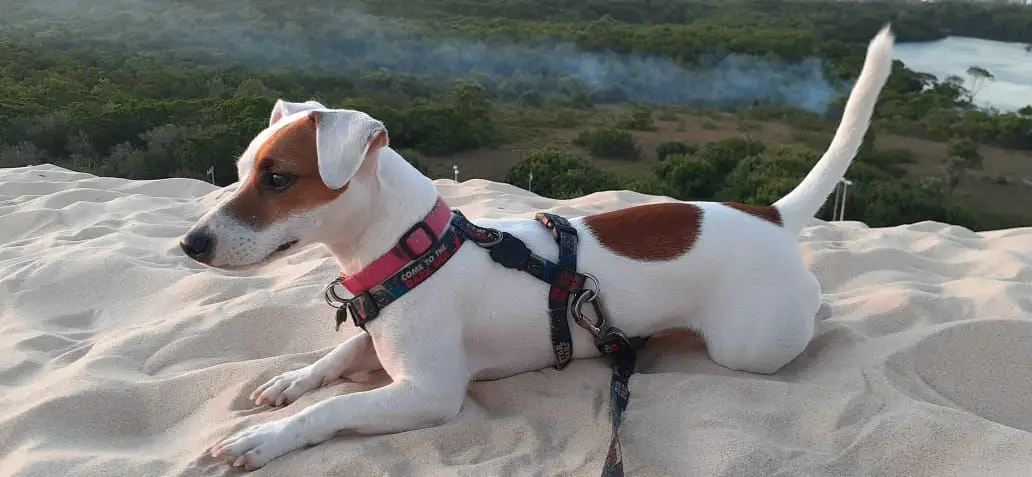 Pepper Campeiro Bull