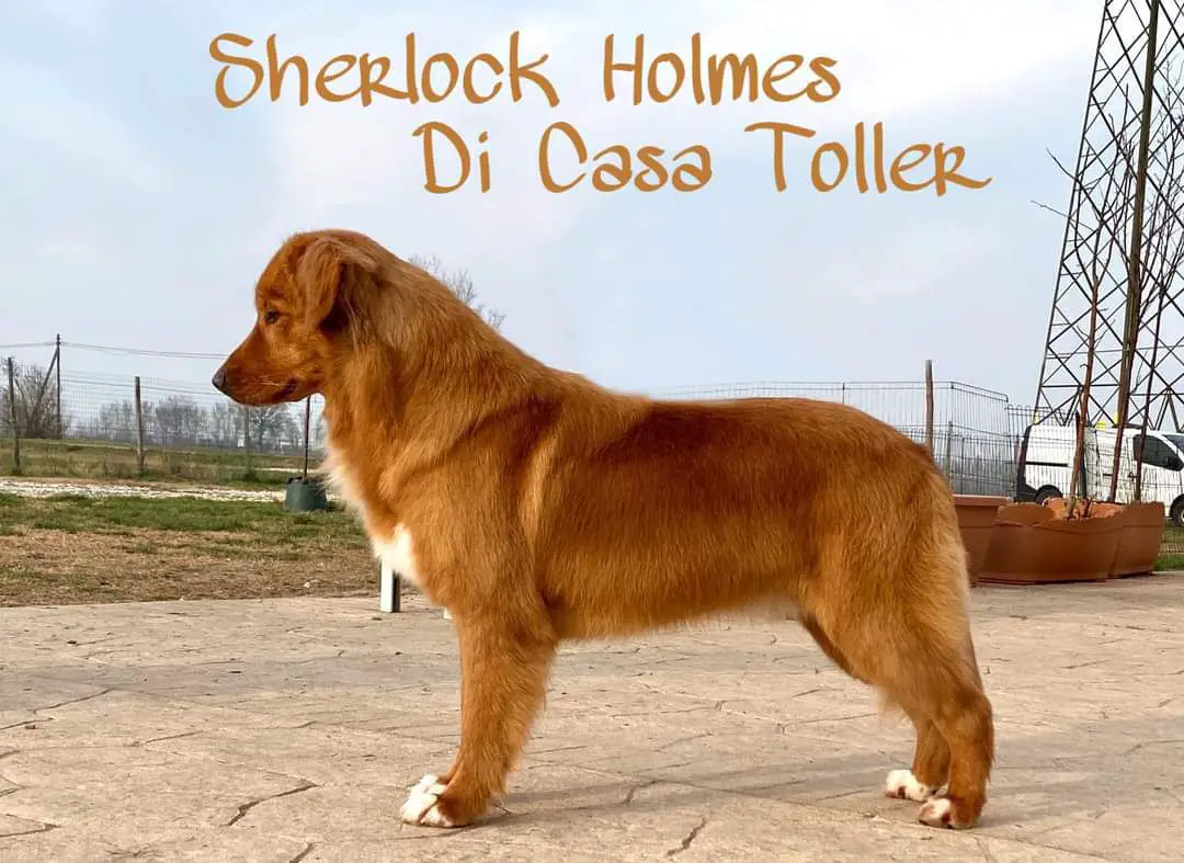 Sherlock Holmes Di Casa Toller