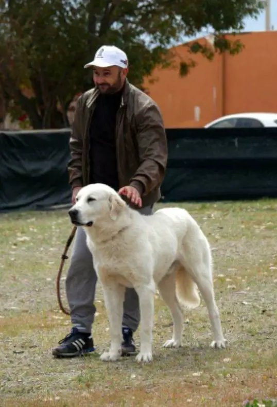 Akim Rodolfo Di Zio