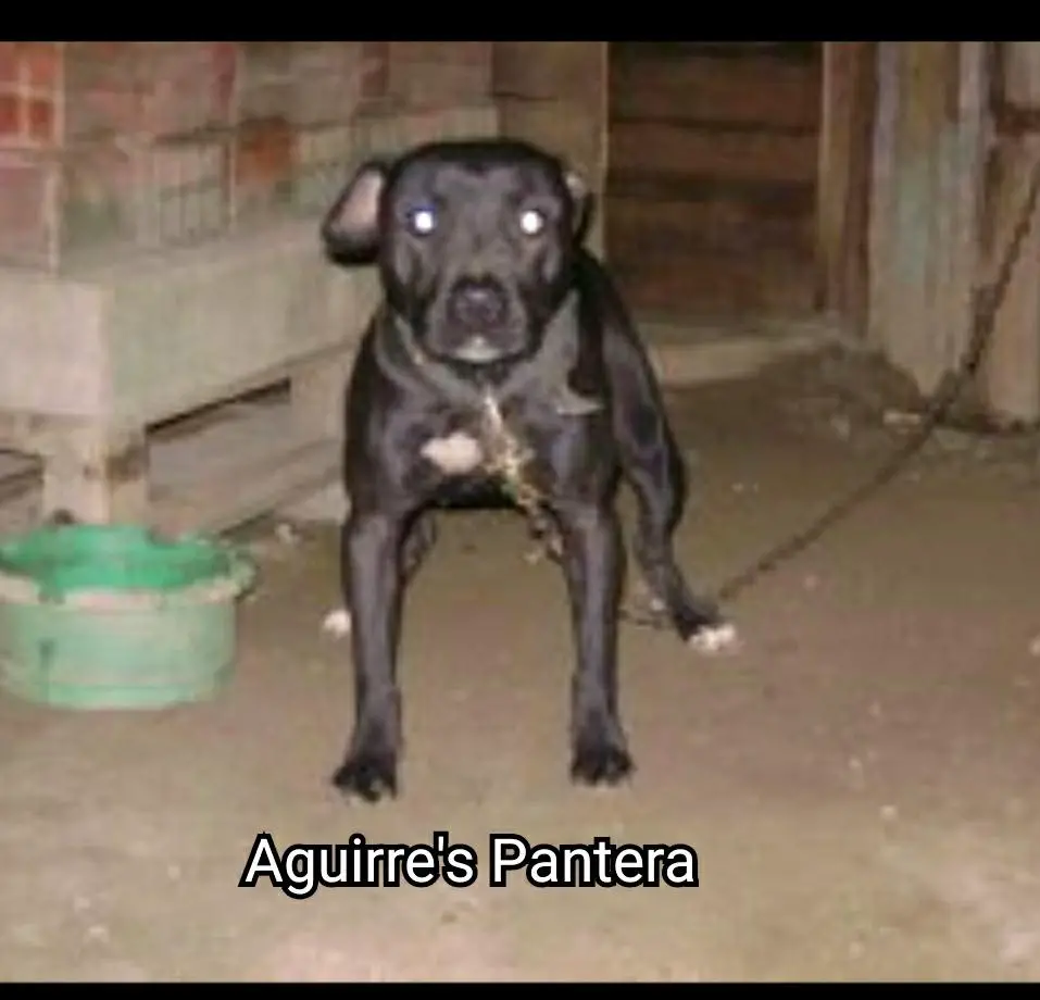 Aguirre's La Pantera de BC