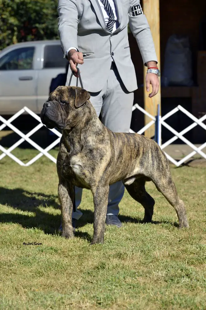 Pepperbull´s Kashmir