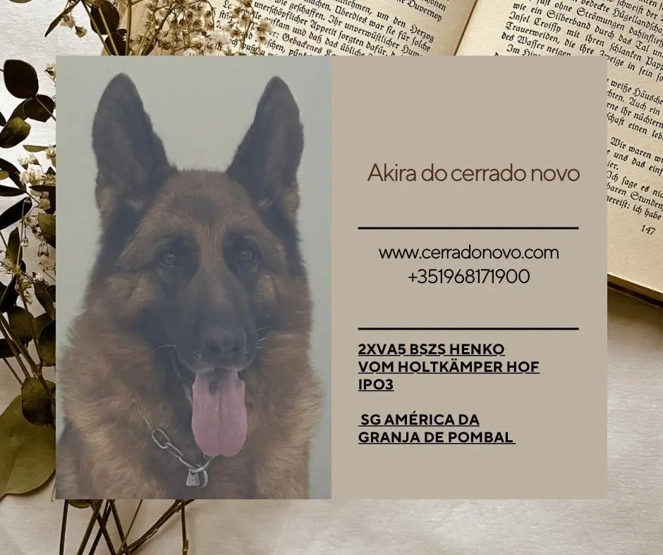 Akira do Cerrado Novo
