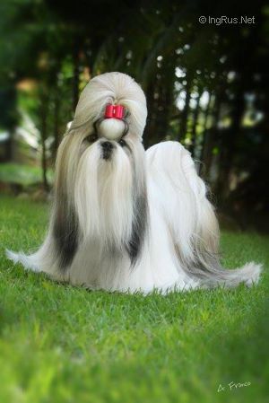 WENRICK´S PAPPER DOLL N´PEPPER