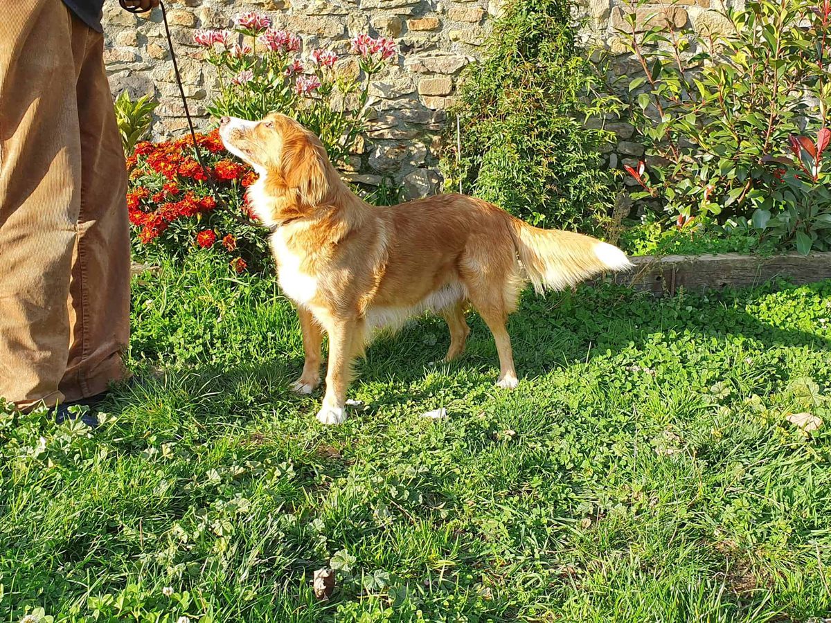 Canis Amicus Poma