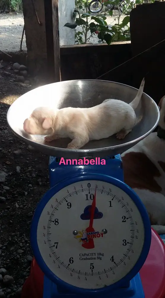 Annabella