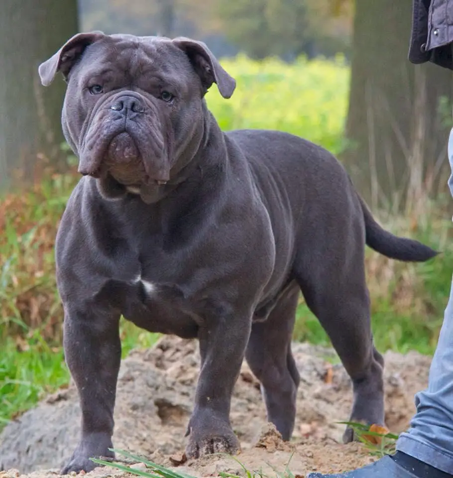 Duchess' Blauman