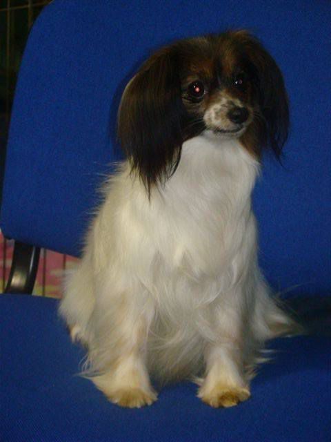 Chicquita Fa-dy (PH)