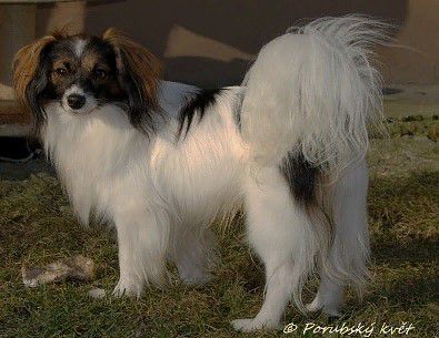 Canis Danics Konstantin-Boy (PH)